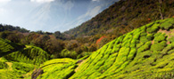 Misty-Munnar