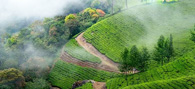 Munnar-Alleppey-Tour