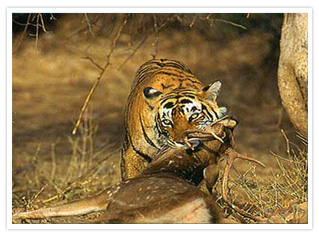 Nainital-Corbett