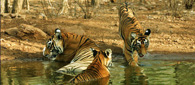 Ranthambore-national-park