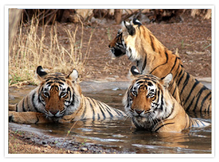 Ranthambore-tour-packages
