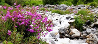 Valley-of-Flowers