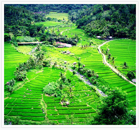 bali-tour-packages