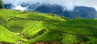 cochin-munnar-tour