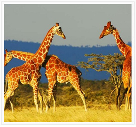 kenya-tour