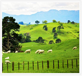 bay of island new zealand